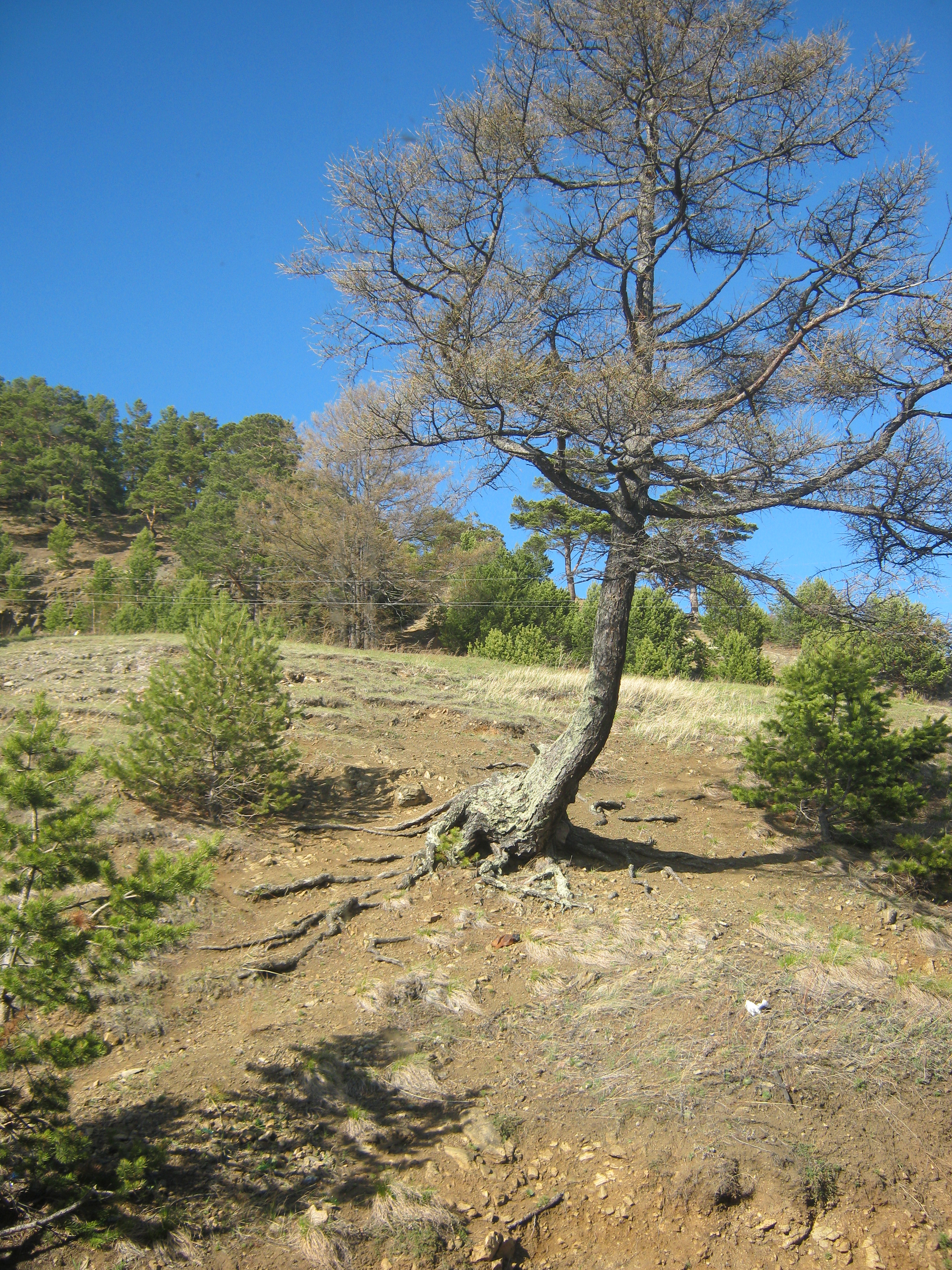 simg_0417-tree