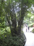 img_1482-bamboo