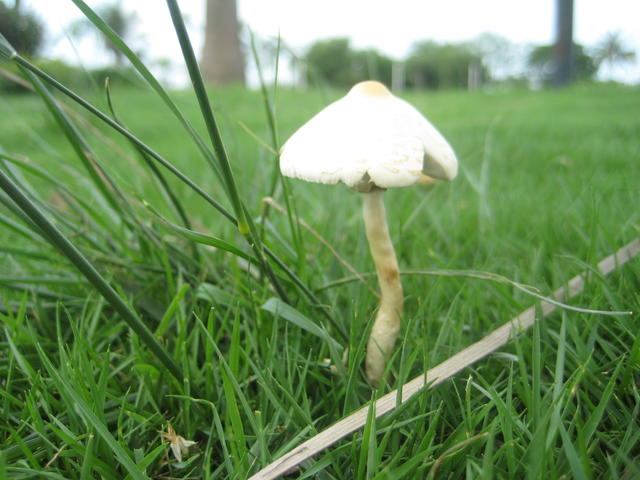 img_1926-mushroom