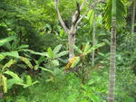 img_1765-rainforest