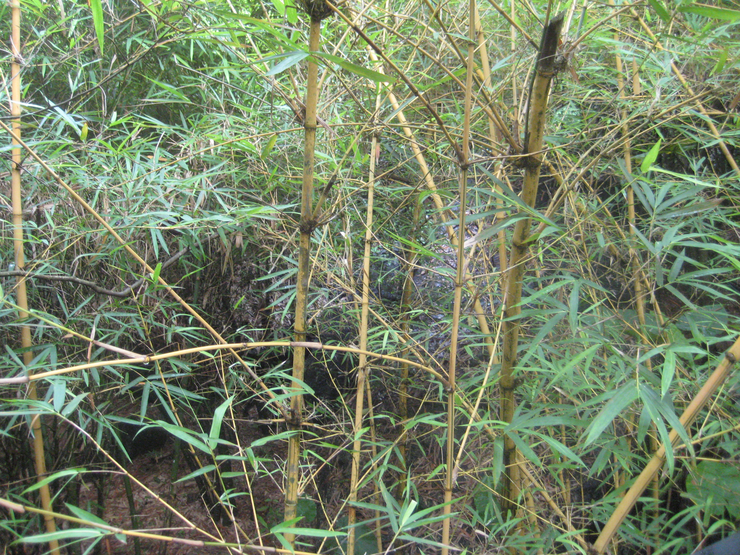 img_1773-bamboo