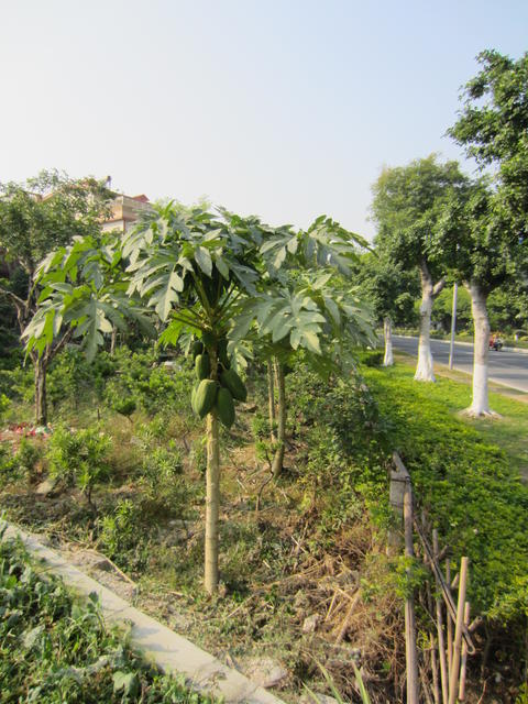 3786-guangzhou-palms