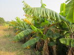 3790-guangzhou-bananatrees