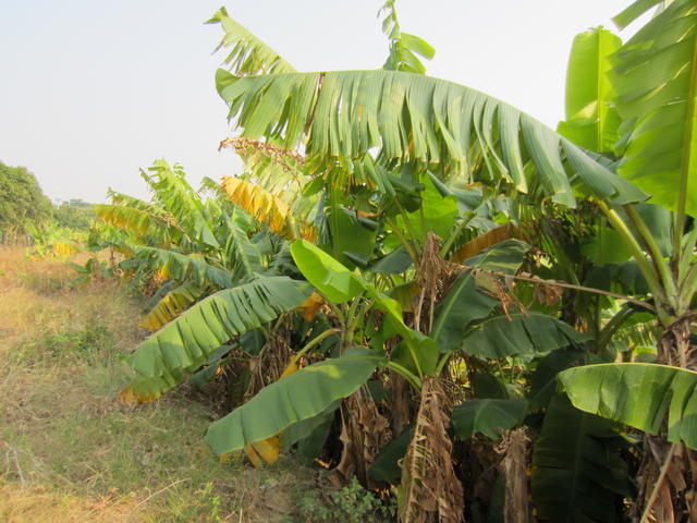 3790-guangzhou-bananatrees