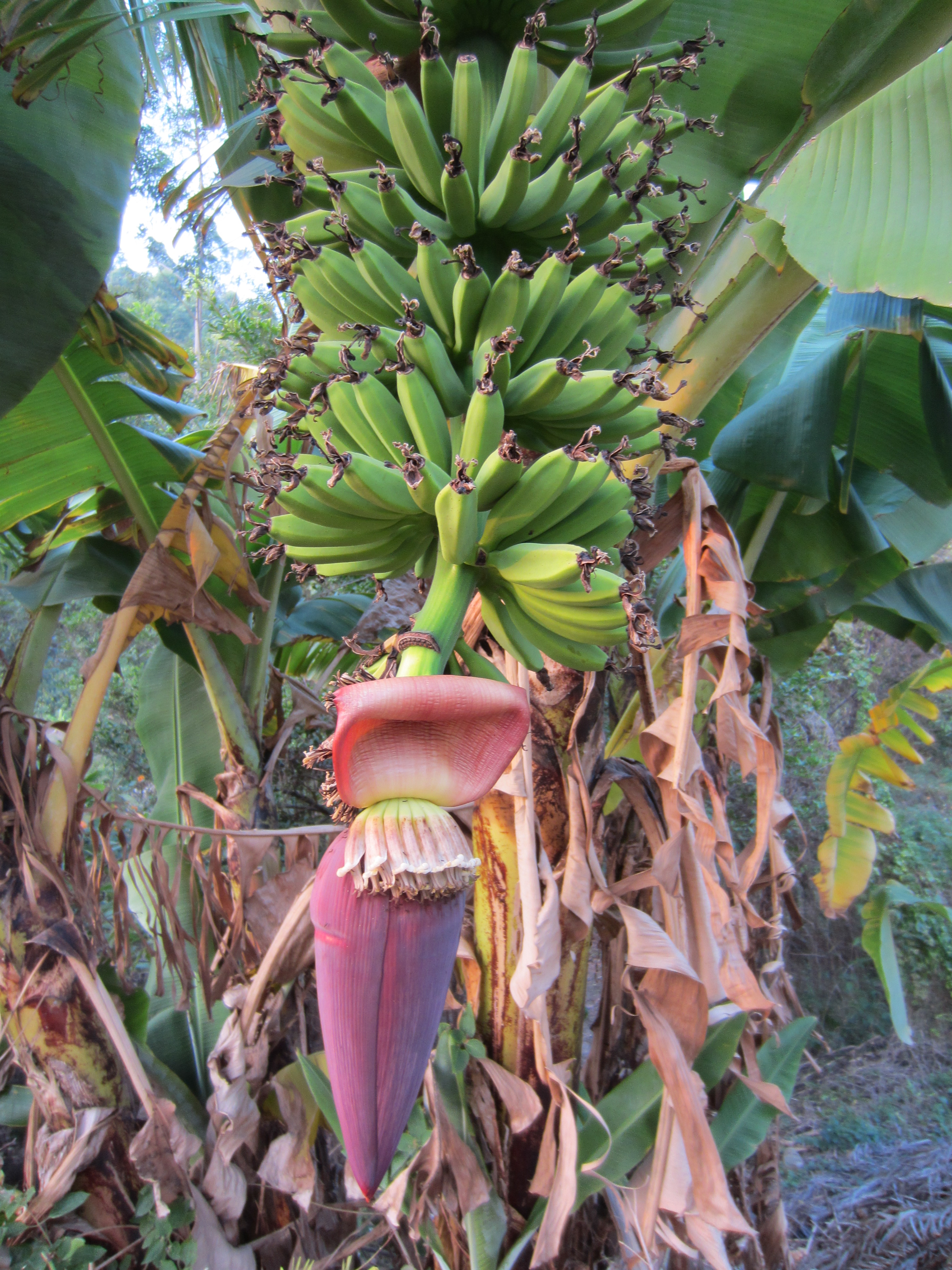 3815-guangzhou-bananas