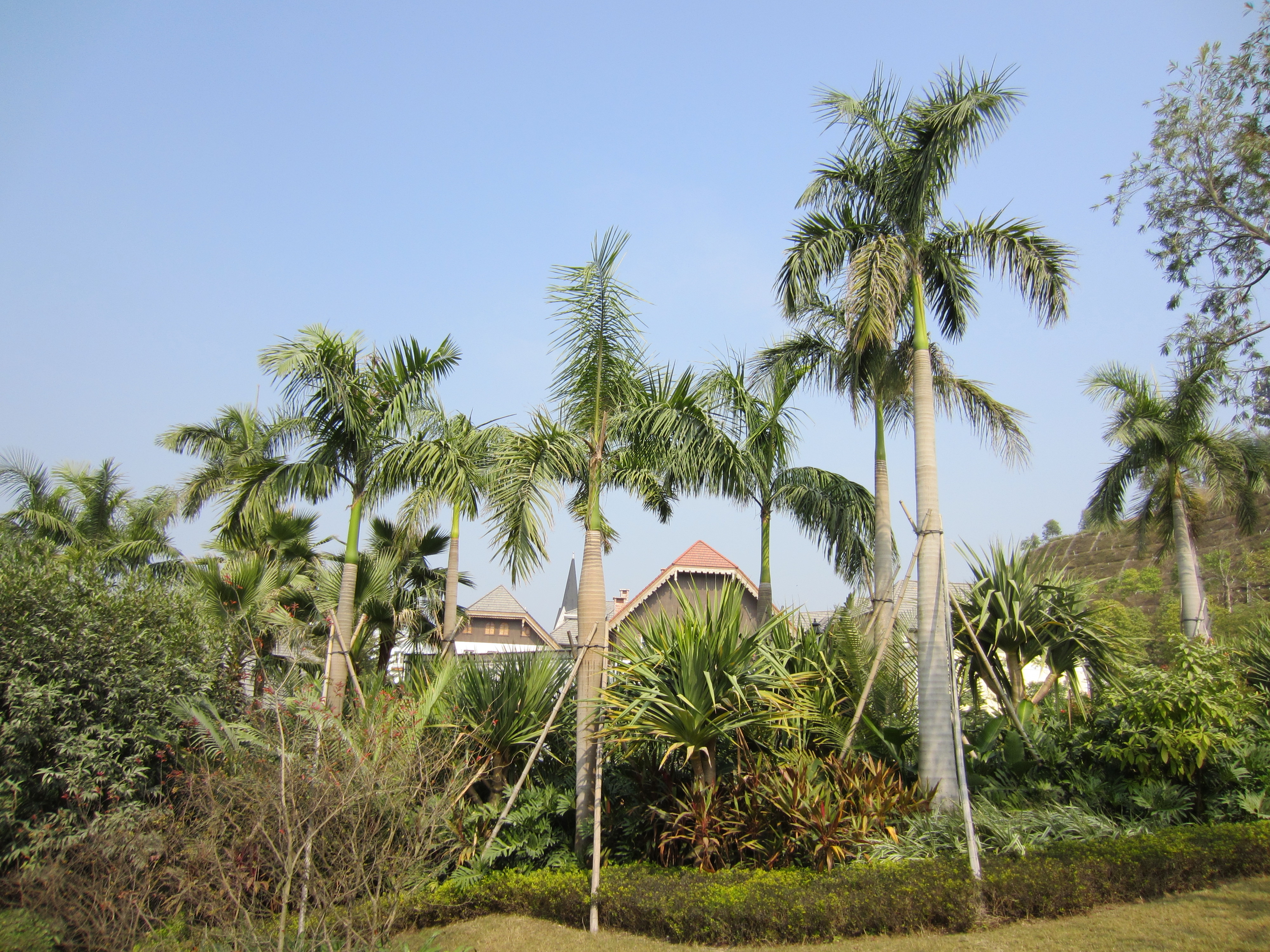 3864-hallstatt-palms